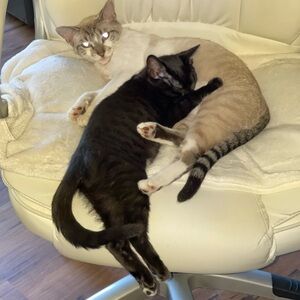 Meet your Posher, Roy